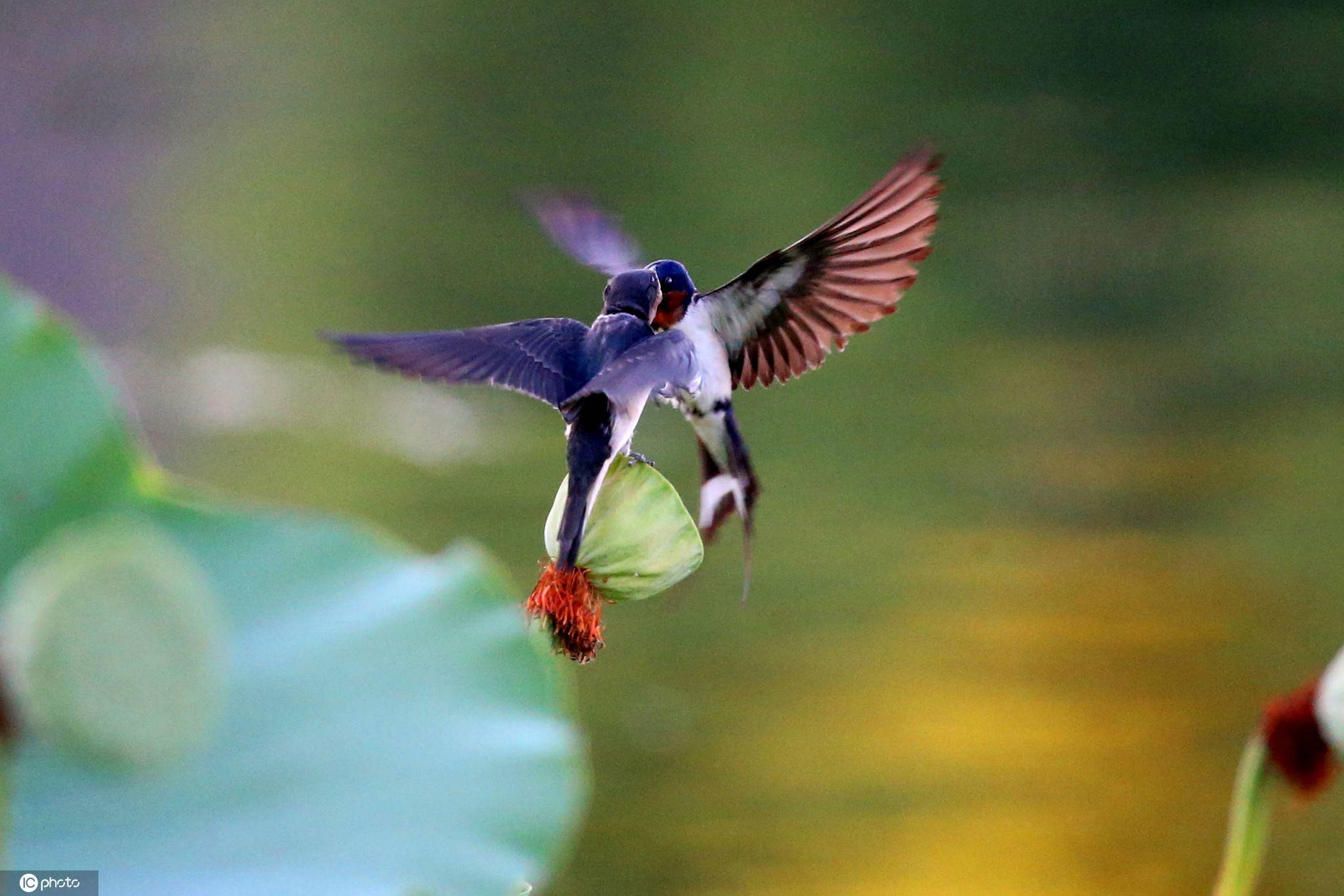 唯美!北京什刹海湿地荷塘燕子喂雏忙