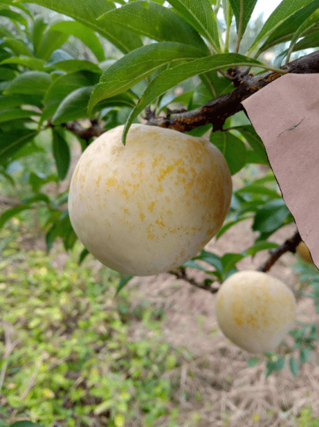 号外存货不多抢九峰山果王黄金奈李发货进入倒计时