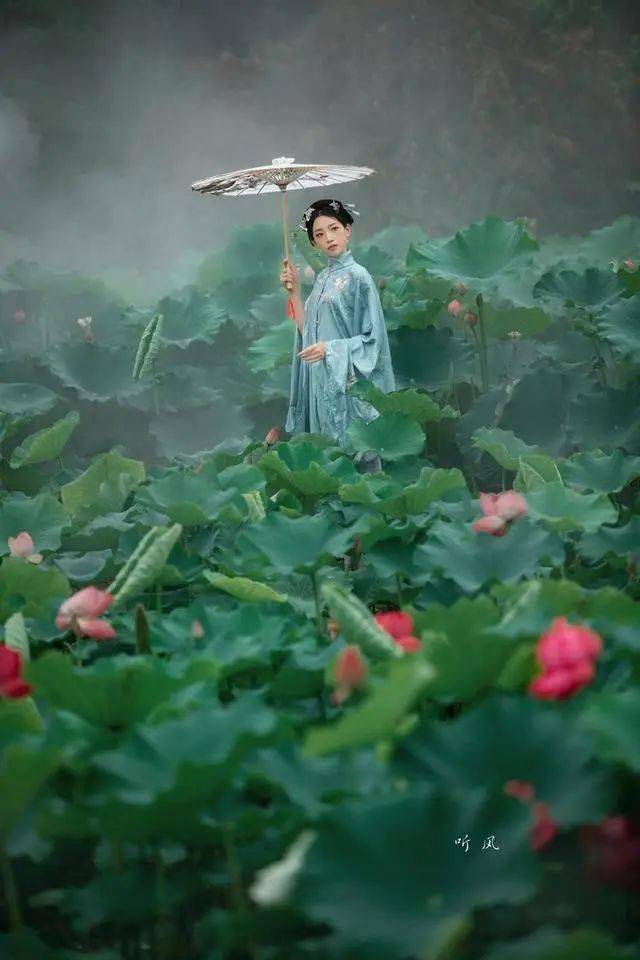 烟雨清荷,青衣佳人_荷花