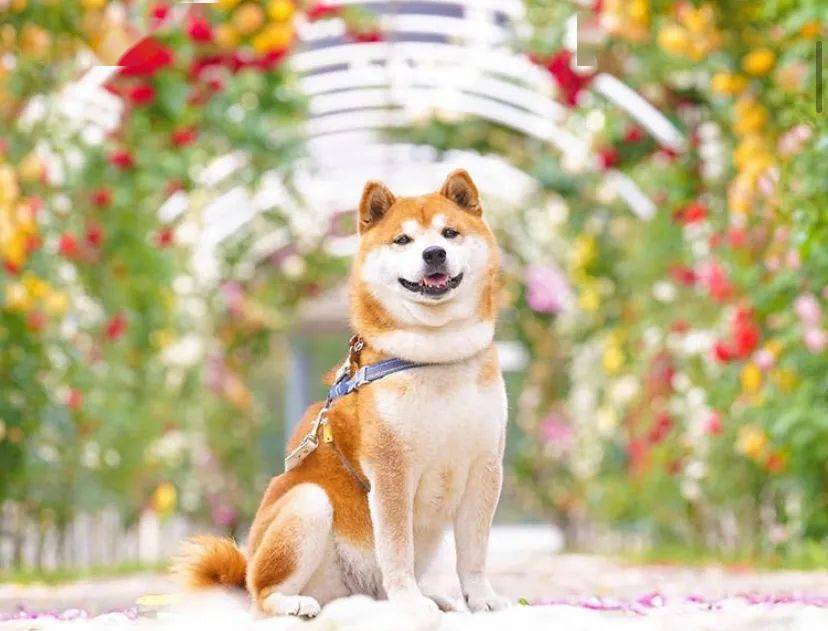 100張網紅日本柴犬の美照治癒了無數人願山河無恙歲月無殤