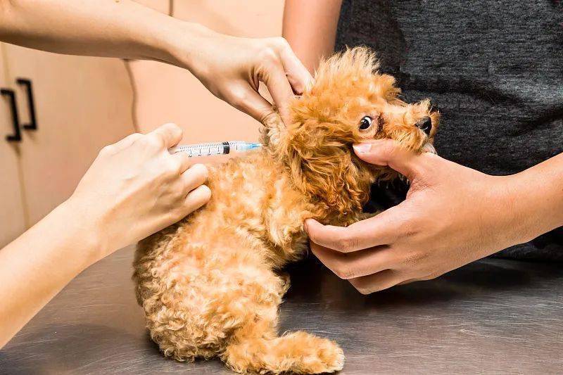 义乌犬类免疫注射点增至47个地址电话全在这