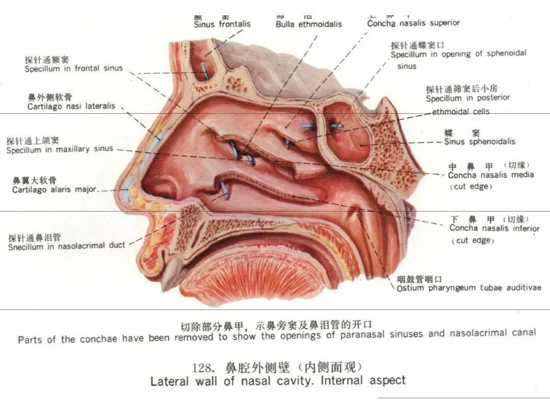 鼻部组织解剖详细图图片
