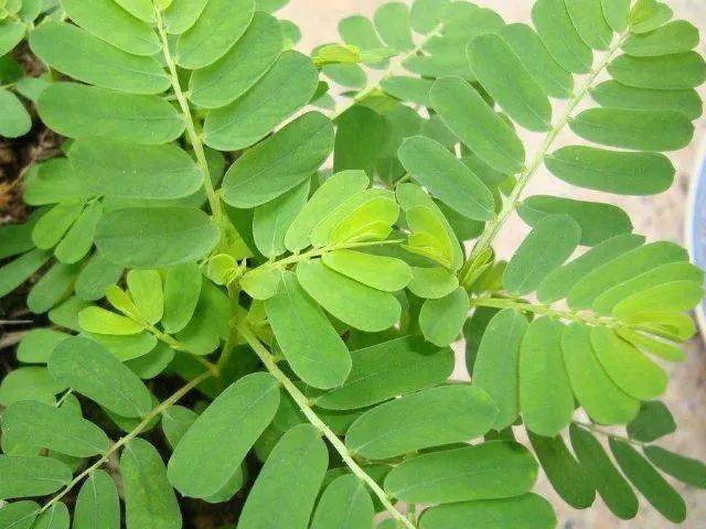 看似不起眼的草,竟是治疗肝炎的特效药,如今已经卖到25元一斤