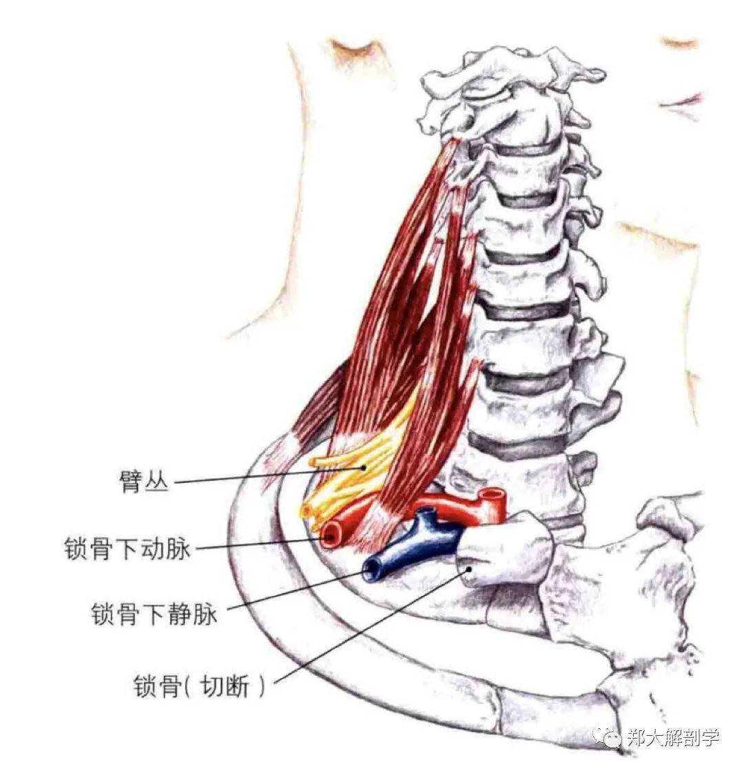 肩胛舌骨肌解剖图片