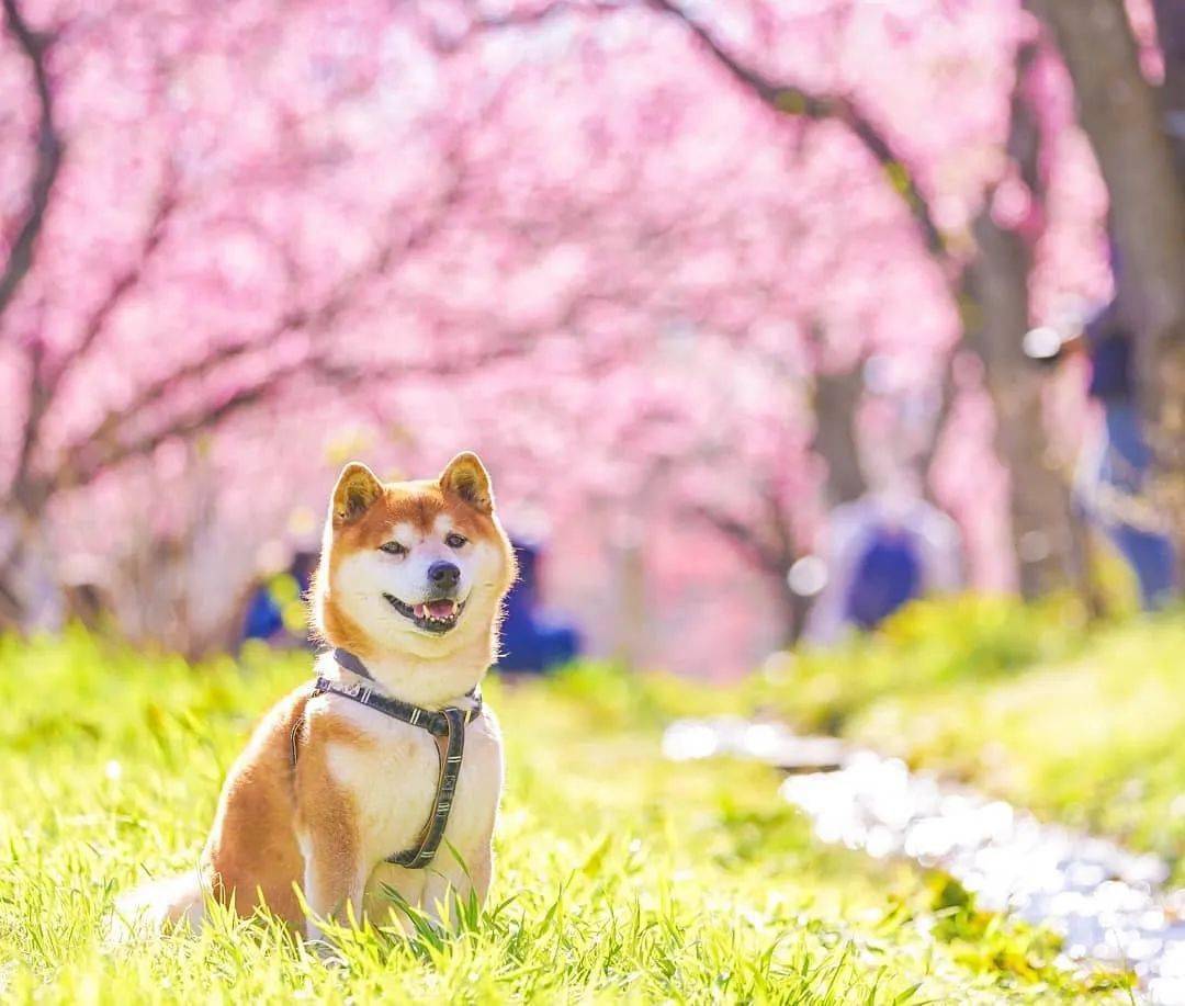 100张网红日本柴犬の美照,治愈了无数人!愿山河无恙,岁月无殇!