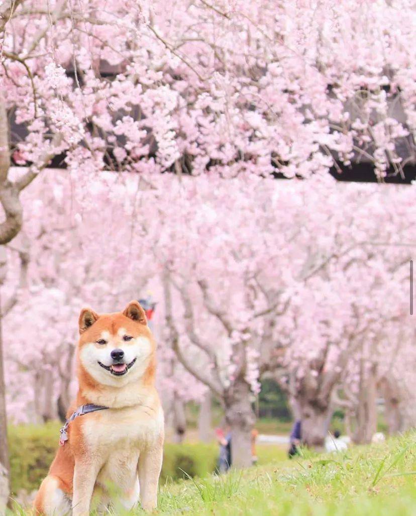 100张网红日本柴犬の美照治愈了无数人愿山河无恙岁月无殇