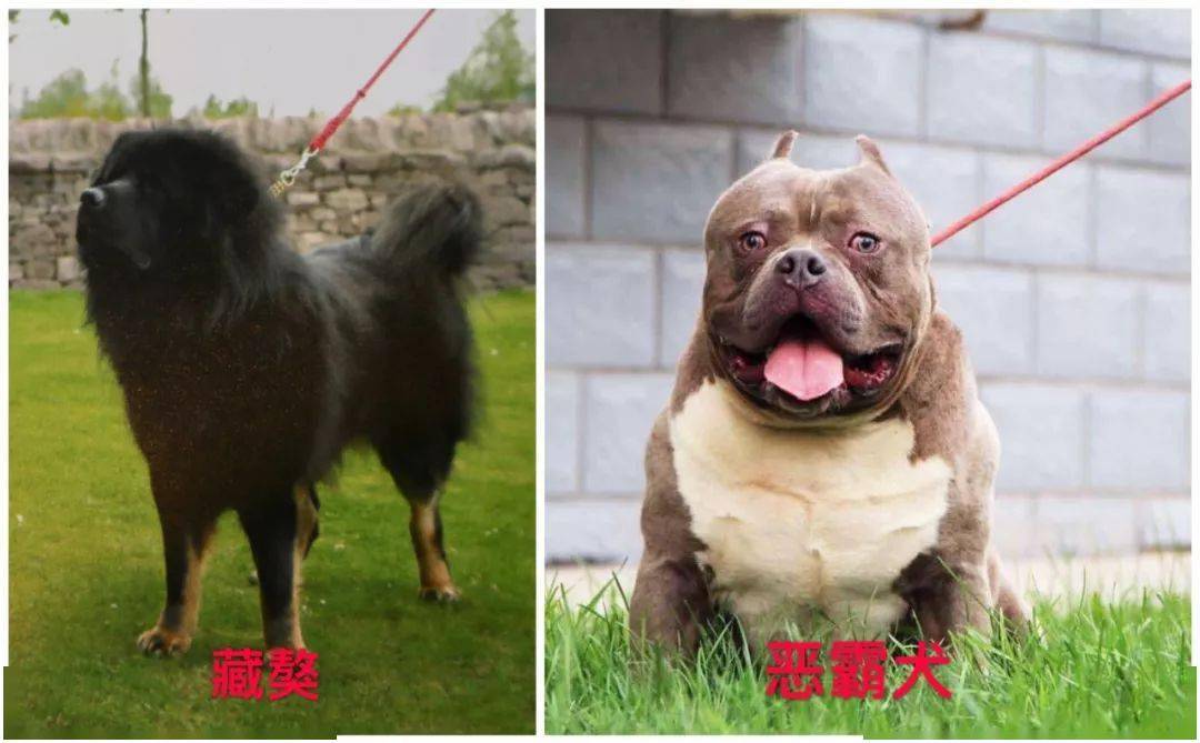 烈性犬隻在此次公佈的目錄中沒有中華田園犬(土狗)這意味著中華田園犬