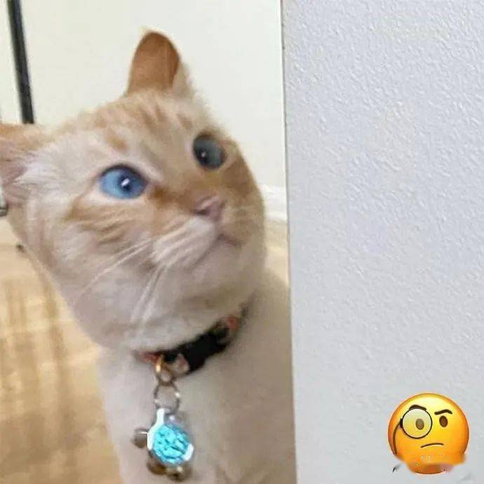 又一波猫咪cos表情包,你们觉得像吗