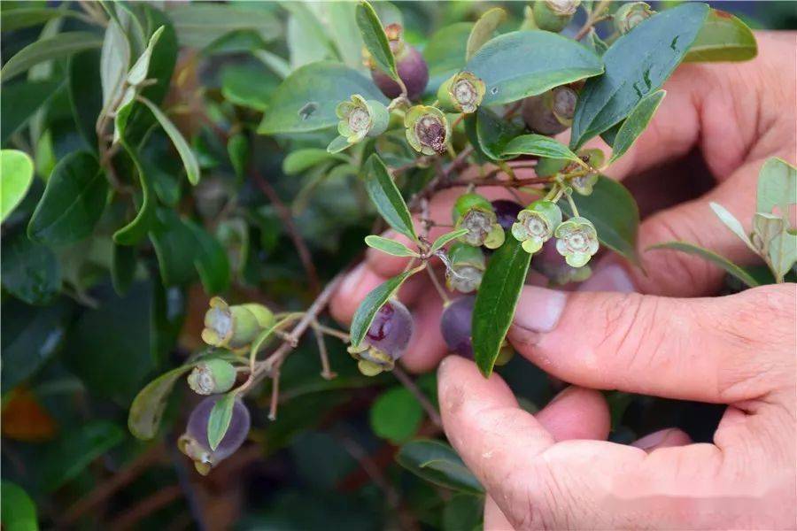 山头的这种果子成熟了,每一口都是童年回忆!_山棯