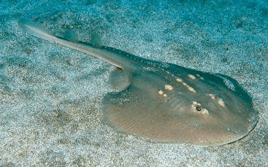 每日一鱼 | 中国团扇鳐:体盘平扁如同团扇