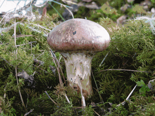 640_480gif 动态图 动图