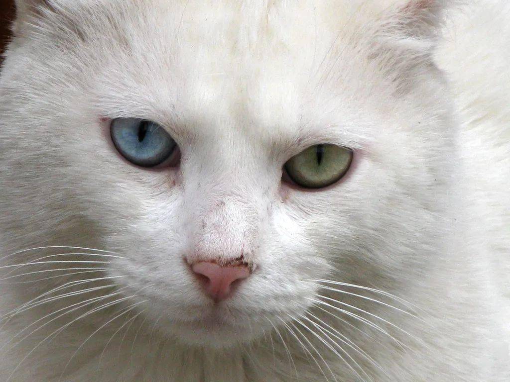 中国猫进入名品时代,这种猫更是精品!