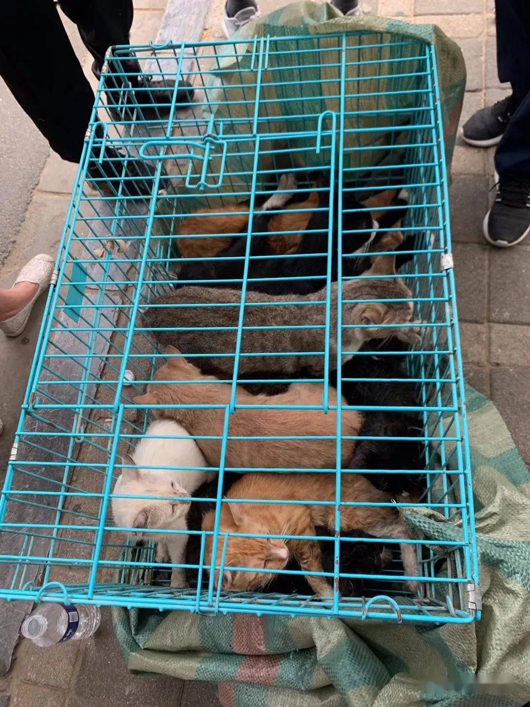 河北石家庄惊现偷猫贼逮雀儿诱捕60多只猫嫌疑人已被警方拘留