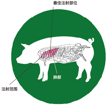 猪的注射部位图解图片