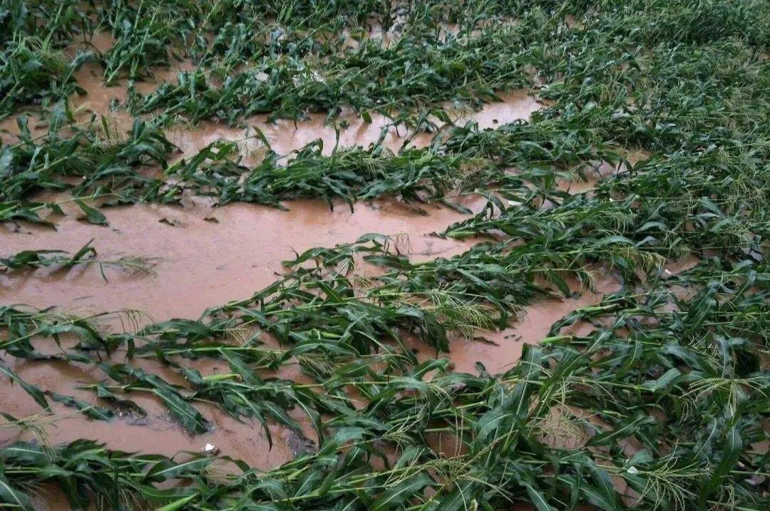 大雨导致玉米受灾图片图片