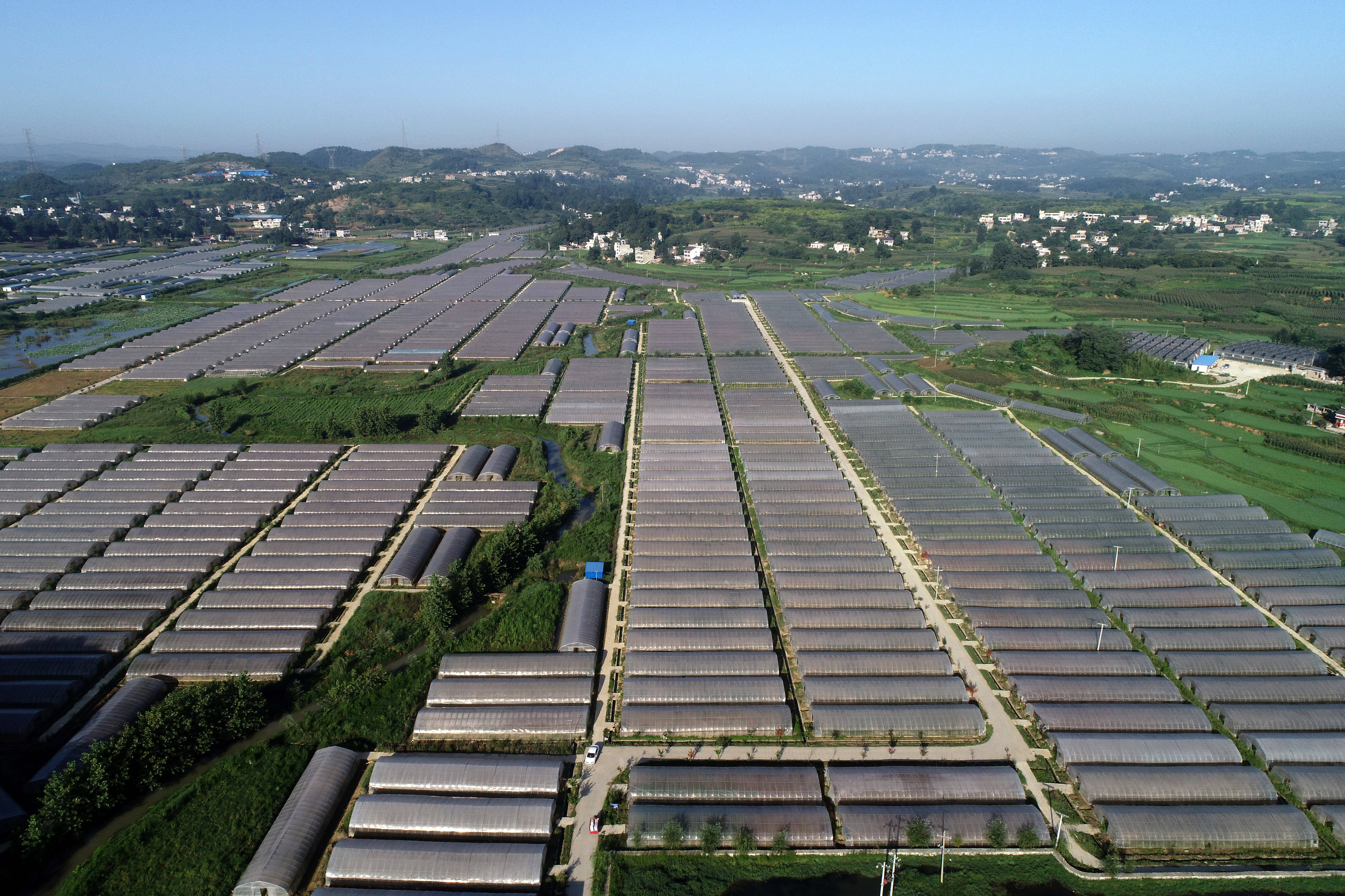 贵州黔西:规模化发展经济作物 提升坝区农业效益