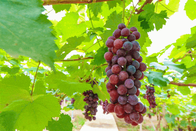 74号外如皋平园池村莲熟果红正值一年丰收季邀您来采摘