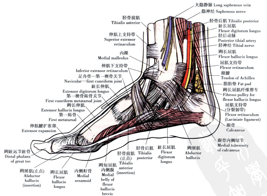 脚的结构图解图片