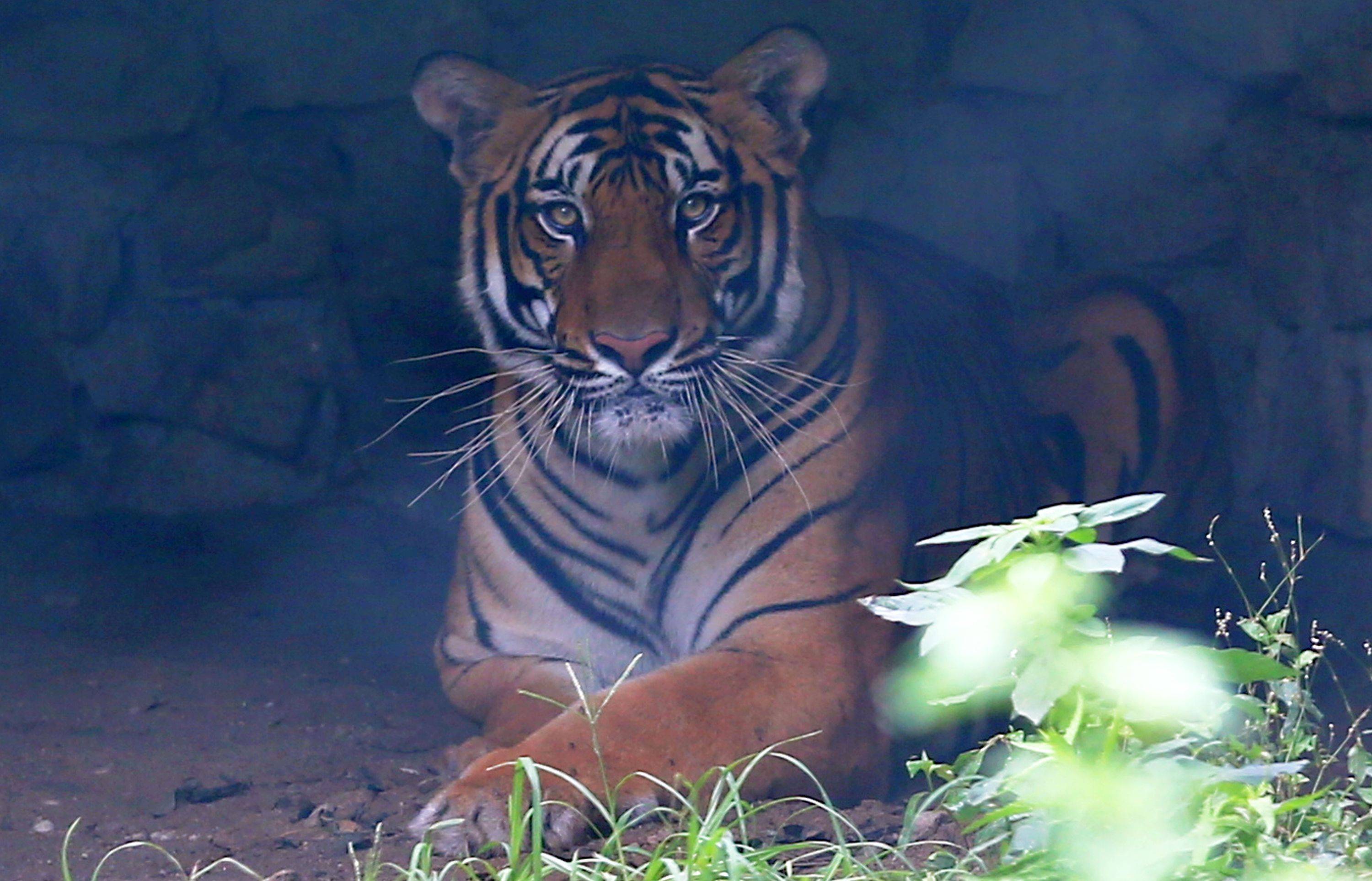 老虎日今天你看大猫了吗