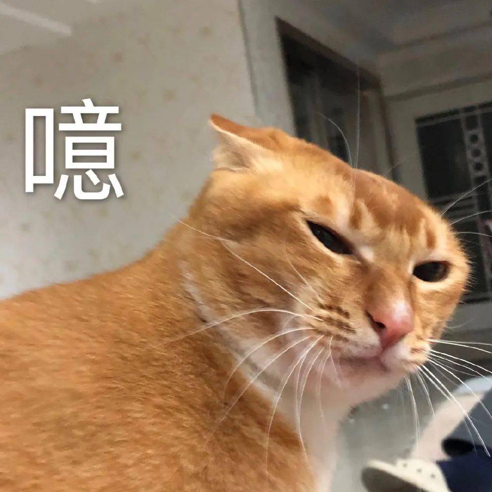 更新超好玩的猫猫狗狗表情包～小可爱们还没有关注公众号的可以关注下