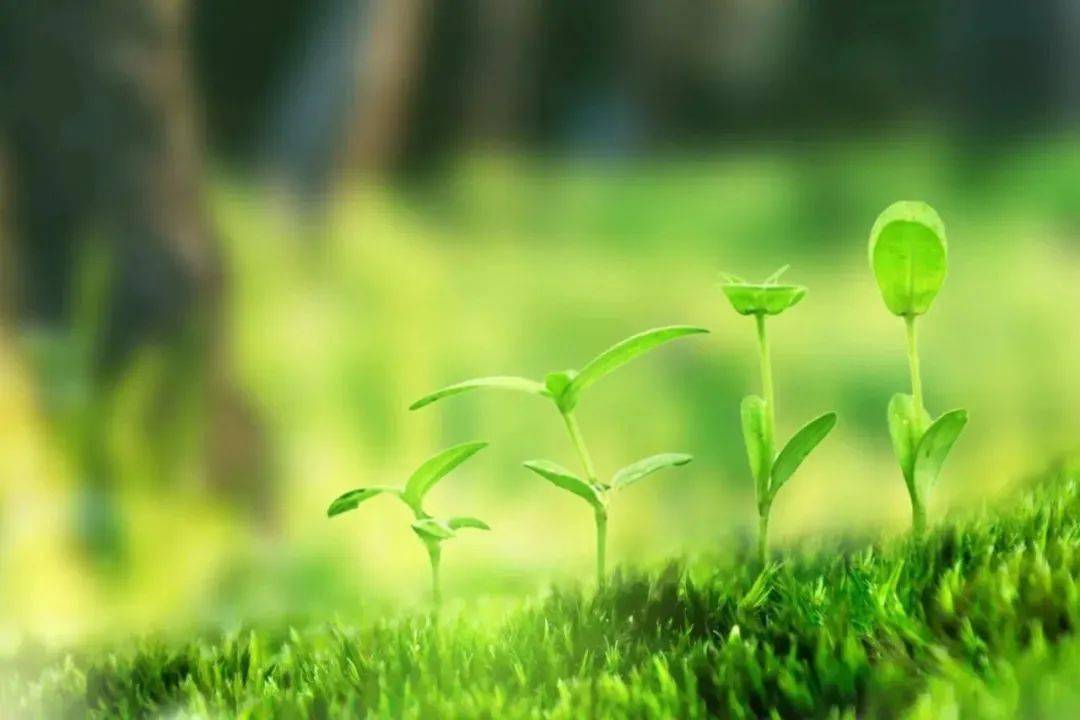 做人如草 向阳而生