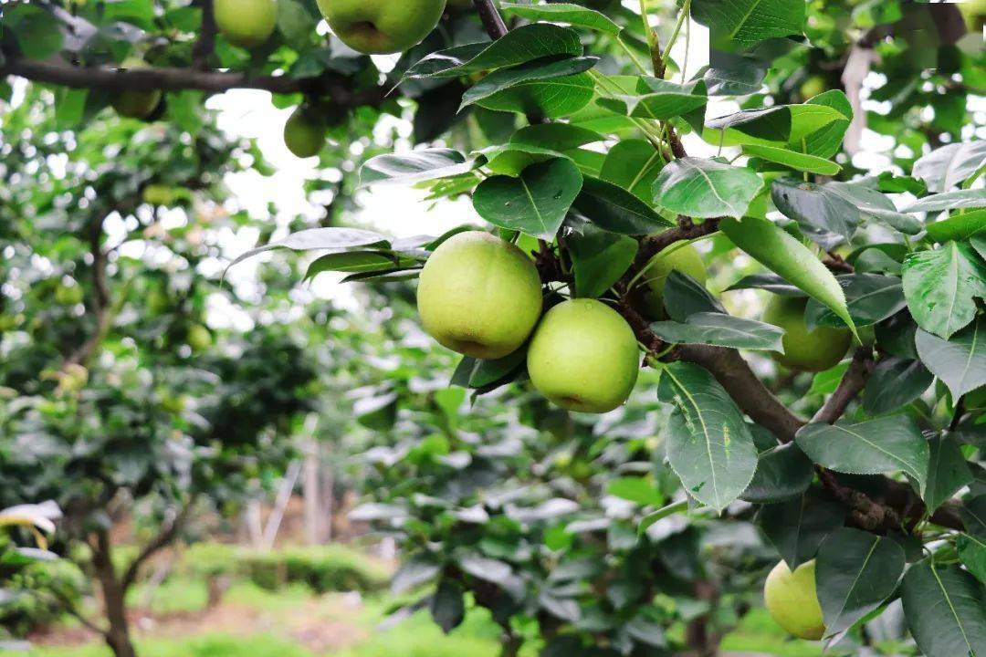 糖度而翠冠梨的水分却能达到80%左右一般的普通梨水分是70%左右造就了