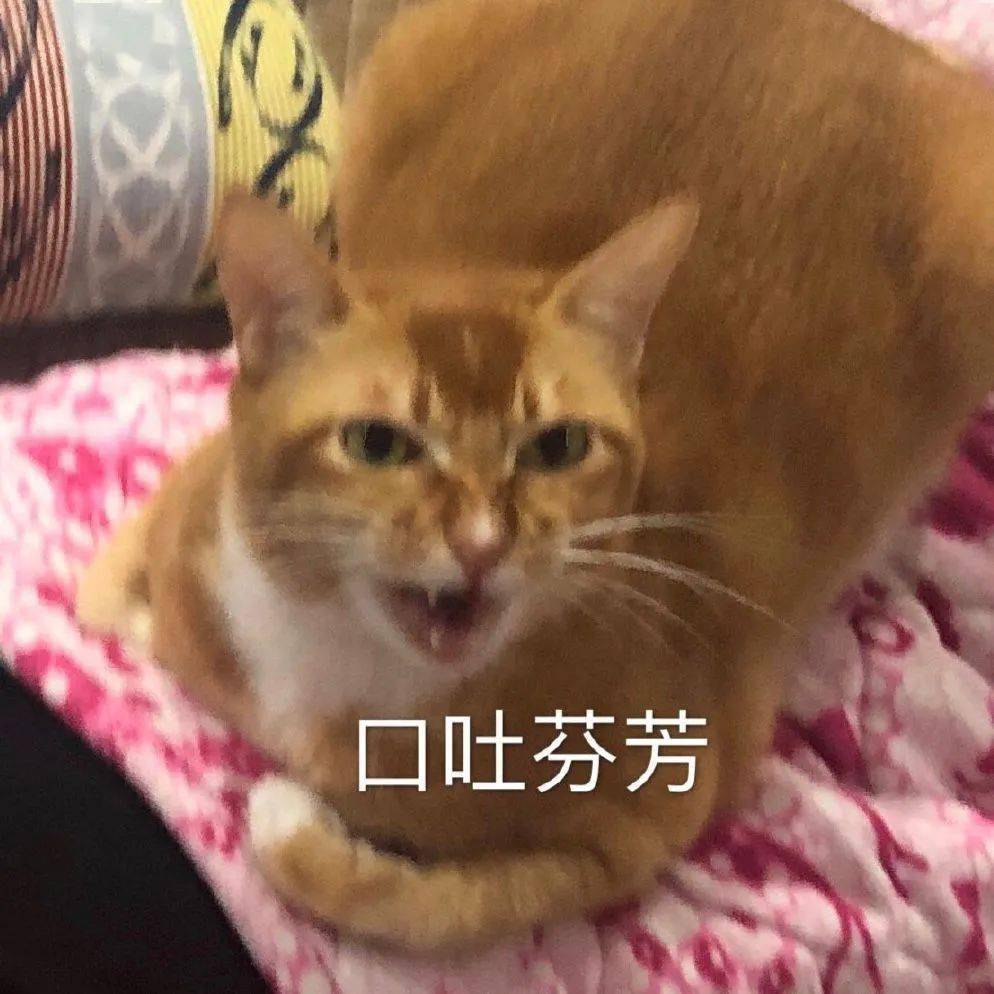 网红猫咪 | 沙雕猫咪敦敦表情包(四)