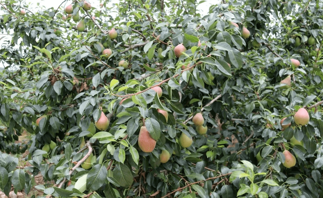 正在直播我在威海红茄梨梨园正在直播需要您的爱心支持