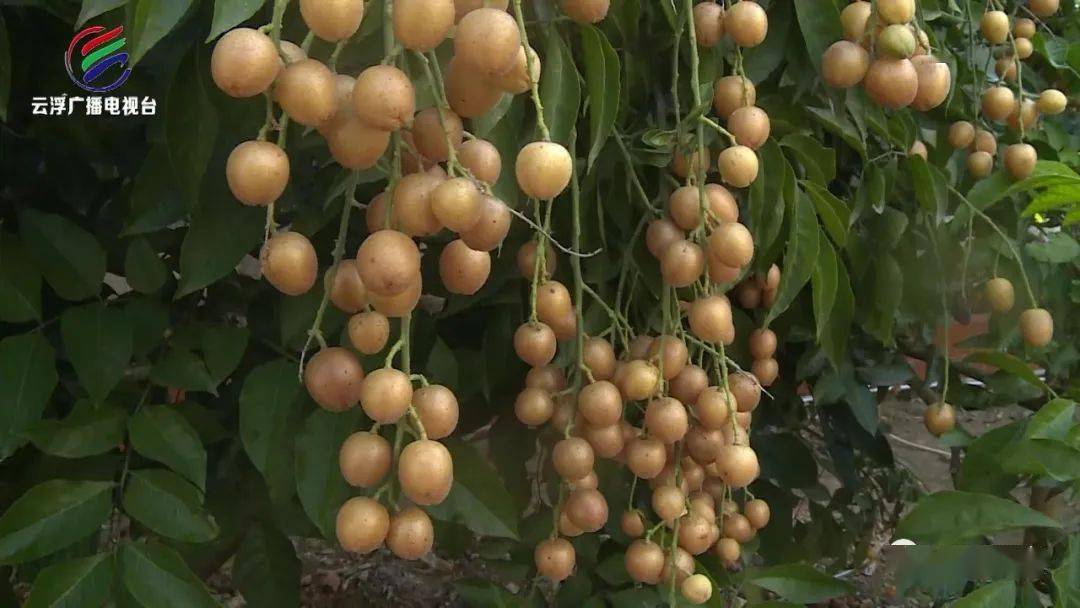 郁南:专家厨神来代言小黄皮迎来新发展