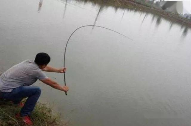 气温一高我就只用这草鱼钓法百试百灵每次鱼护都不够装