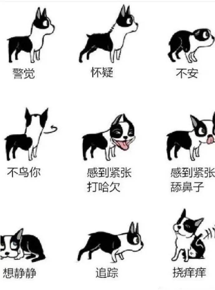 狗语十级真实不高兴和开心的时候有一说一 这粉笔砸人真疼没想到上帝