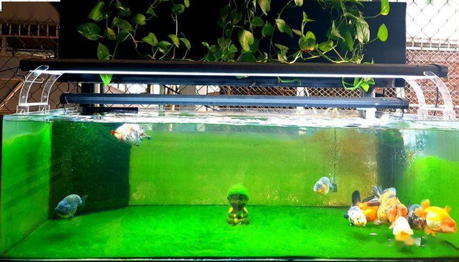 巧妙养鱼,改变运势!_鱼缸