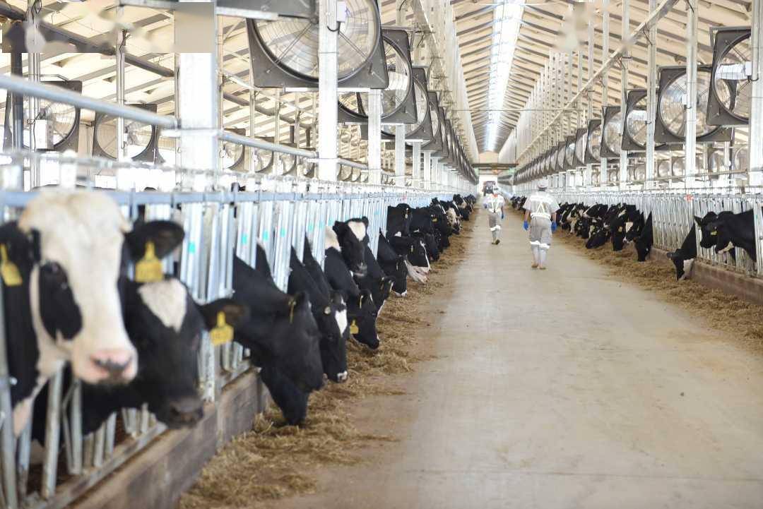 赛科星,天兴,晟发源,蒙资源,恒源等社会牧场均已开工建设.