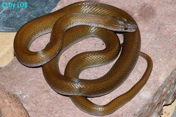 【从零开始养】棕屋蛇基础饲养指南