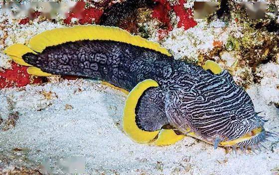 蟾鱼,也叫做蛤蟆鱼,是指蟾鱼科的拉丁语是batrachoididae),其中 "