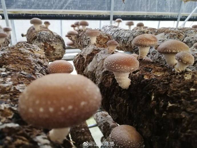 邹城蘑菇小镇:小蘑菇吃出大产业,日产金针菇400吨以上