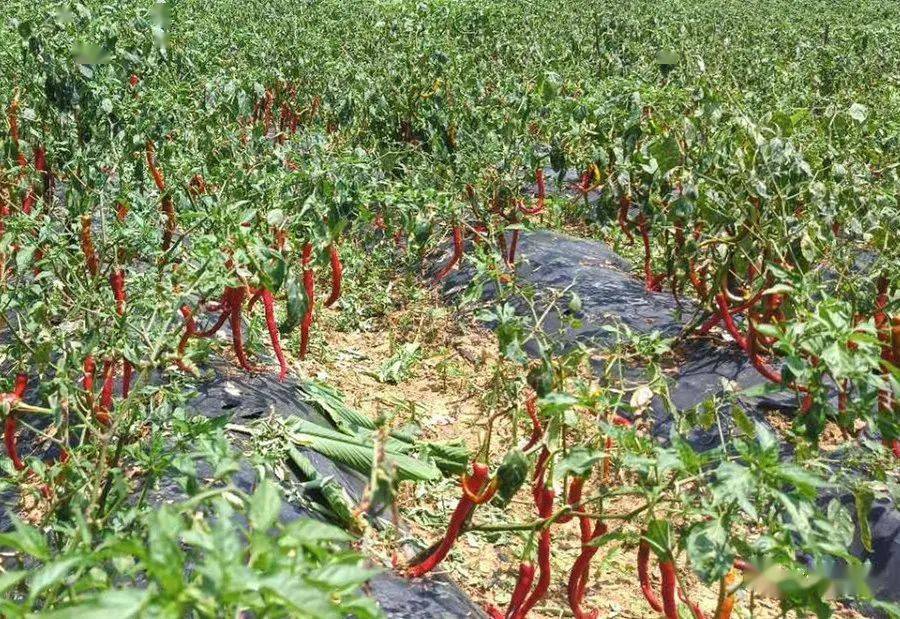 凯里市甘坝村红辣椒喜获丰收群众生活越过越红火