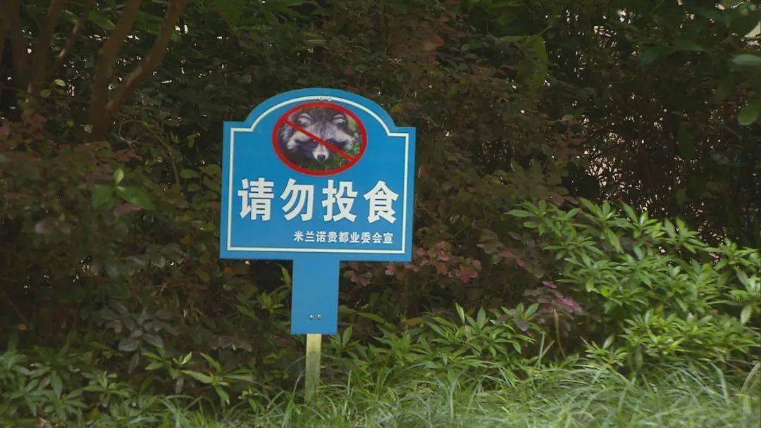 小区里的貉危机