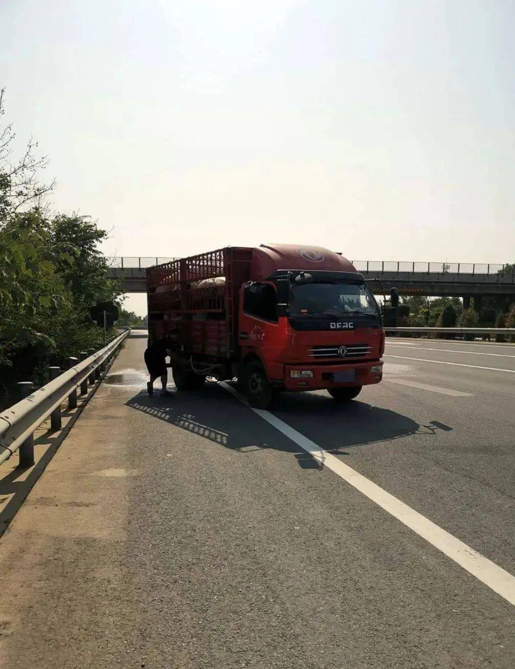 保定丨大货车在高速上违停,原因令人好笑:怕猪太热,给它们冲凉!