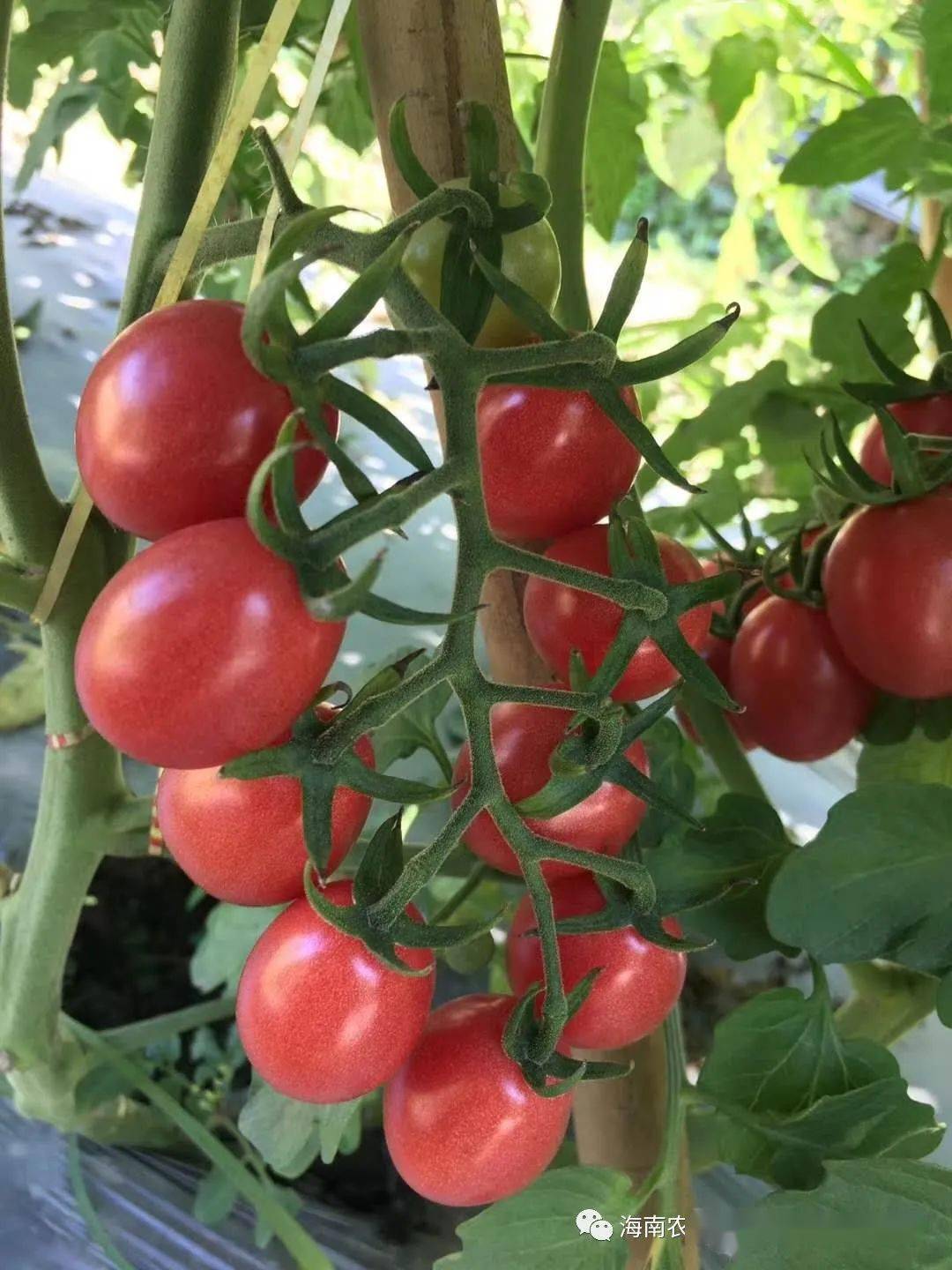 种植宝典新品种推荐3红粉a4号小番茄海南小番茄新宠