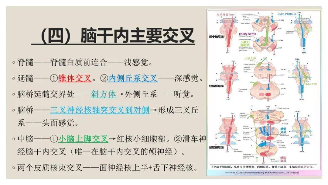 腦幹精細解剖