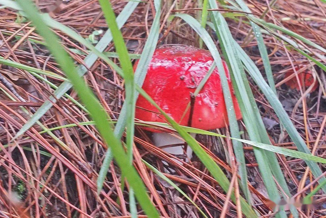 "我们昌宁的野生菌的种类非常多,有干巴菌,牛肝菌,红菌,鸡油菌,奶浆菌