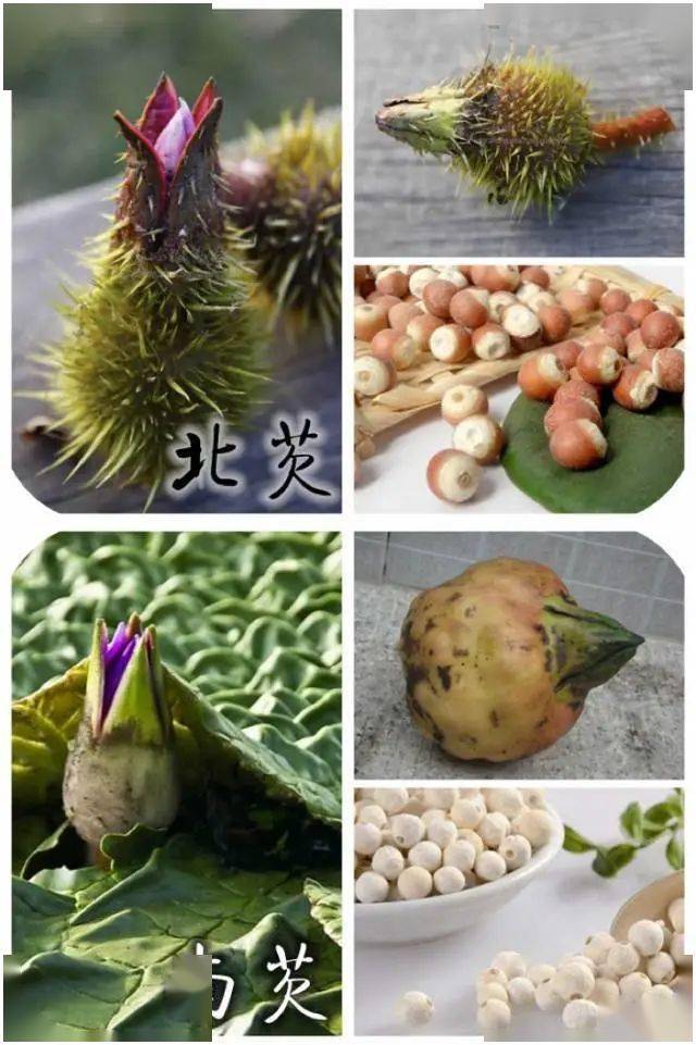 芡实原产东亚,在中国,北到黑龙江,南至海南岛,都有分布,生长在池塘里