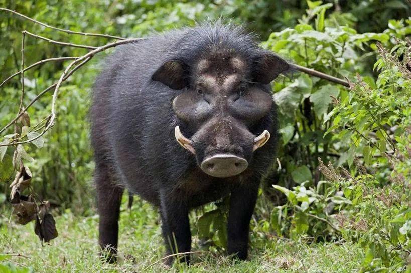 山里野猪频繁进村 多亩庄稼已受其害 但因野猪是受保护野生动物 不能