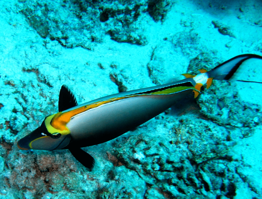 物种图册美丽鼻鱼