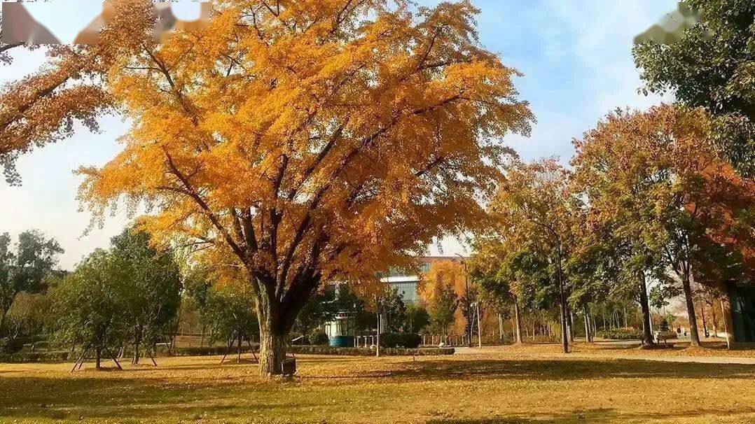 南京中醫藥大學分數線_南京大學藥學分數線_南京醫科分數線大學