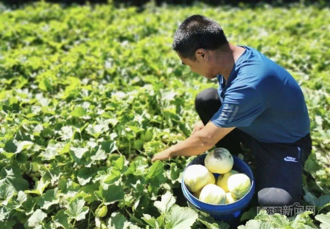 小香瓜开辟"甜蜜"致富路,瓜农守着瓜棚数钱