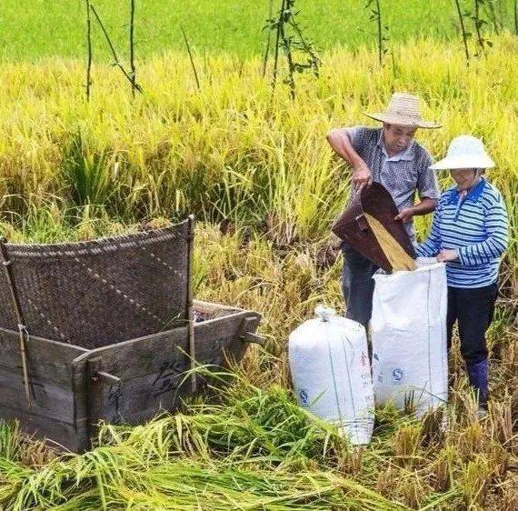 贊!寧化河龍貢米入選中歐地理標誌第二批保護名錄