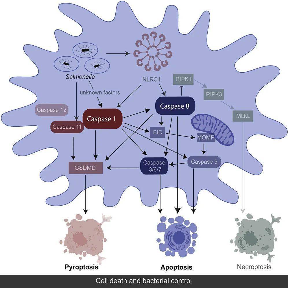 靈活使用不同的細胞死亡途徑涉及細胞焦亡和凋亡起始因子和效應因子之