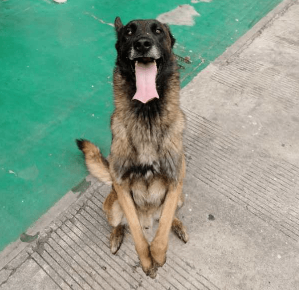 小英雄的暖心守護 | 來看看麗江搜救犬們的日常故事